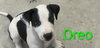 Oreo