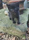 Onyx
