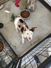 Oz