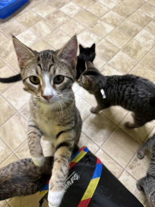 RED - Domestic Short Hair / Tabby available for adoption