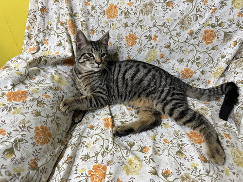 picture of the cat needing adoption