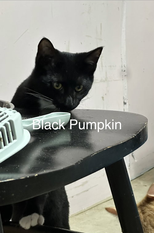 Black Pumpkin