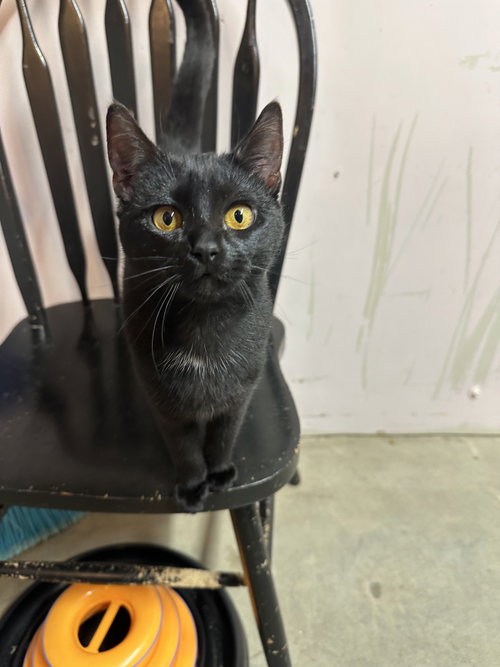Black Pumpkin