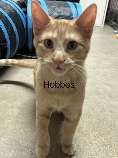 Hobbes