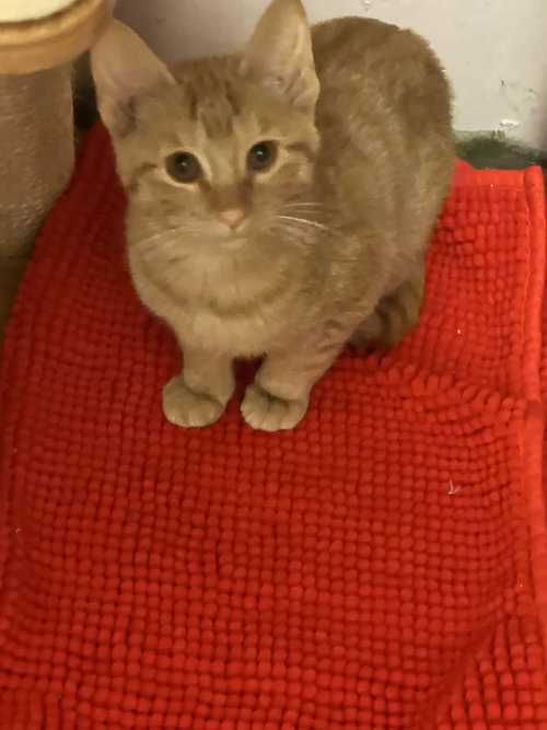 Sphinx