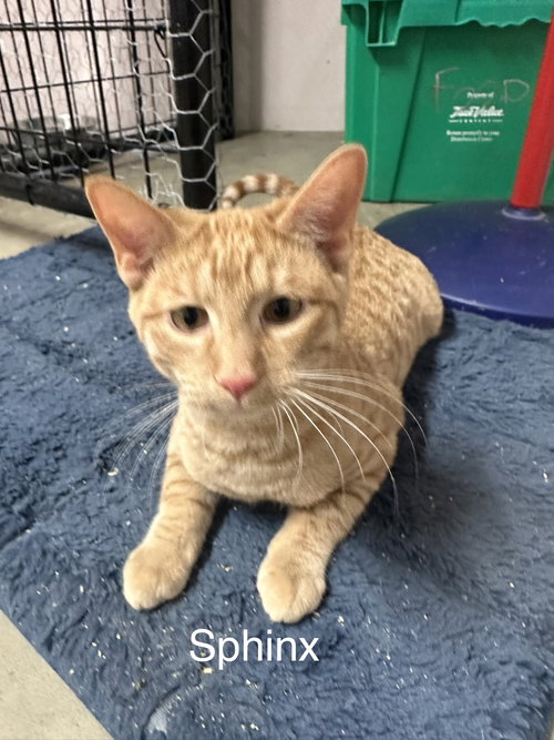 Sphinx
