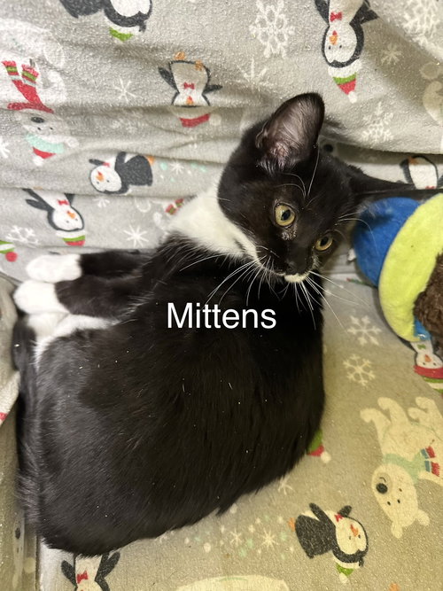 Mittens