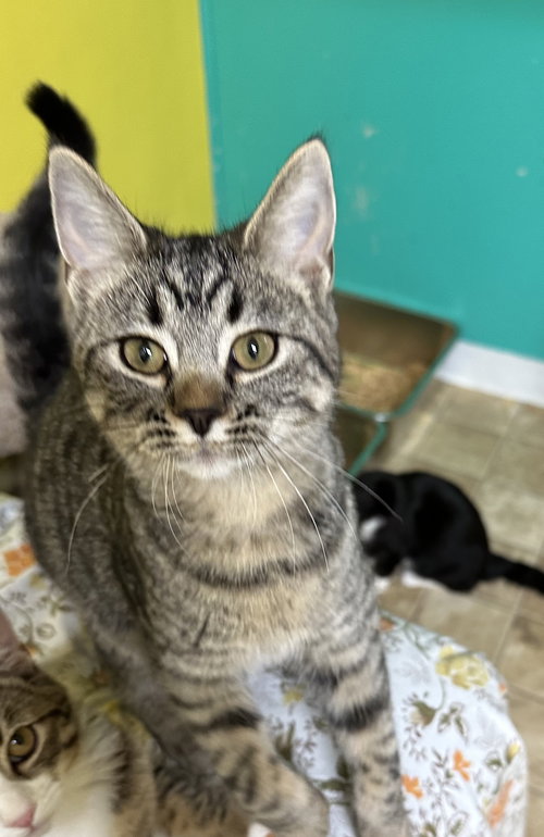 picture of the cat needing adoption