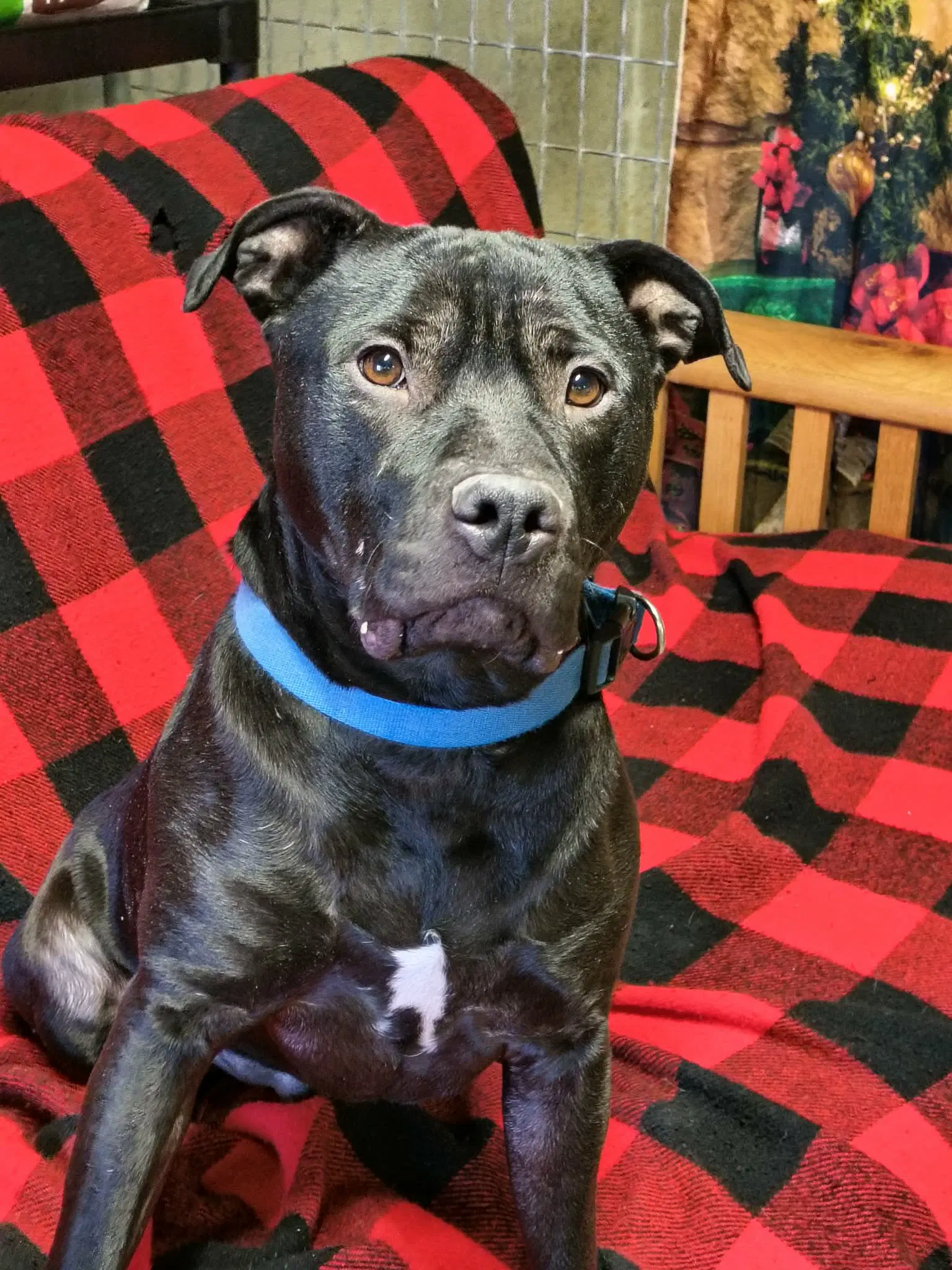 Stetson - Staffordshire Bull Terrier