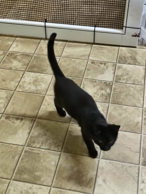 PEARL - Domestic Short Hair available for adoption
