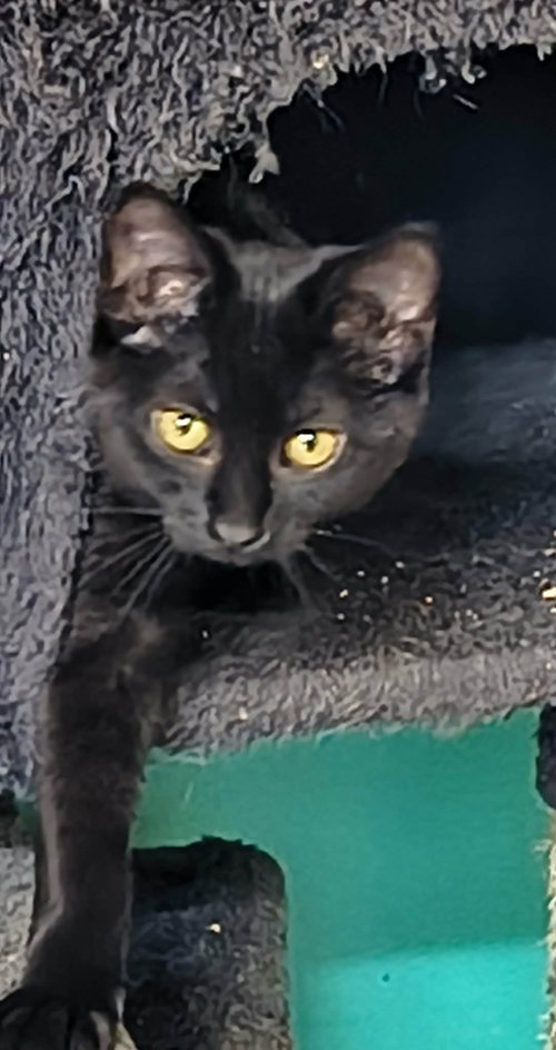 PEARL - Domestic Short Hair available for adoption