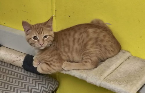 RUSTY DREW - Domestic Short Hair available for adoption