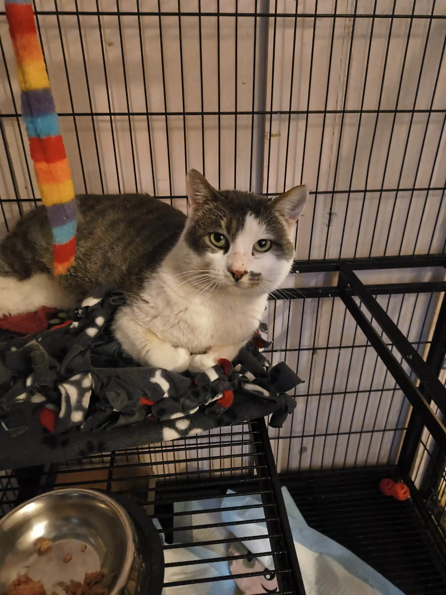 Olaf - Domestic Short Hair