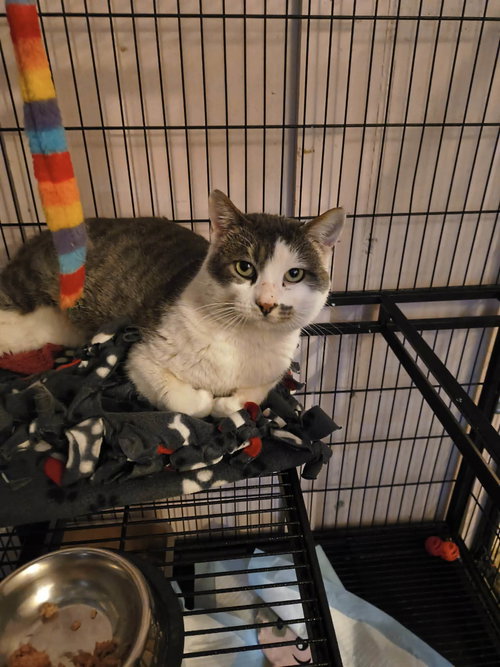 OLAF - Domestic Short Hair available for adoption
