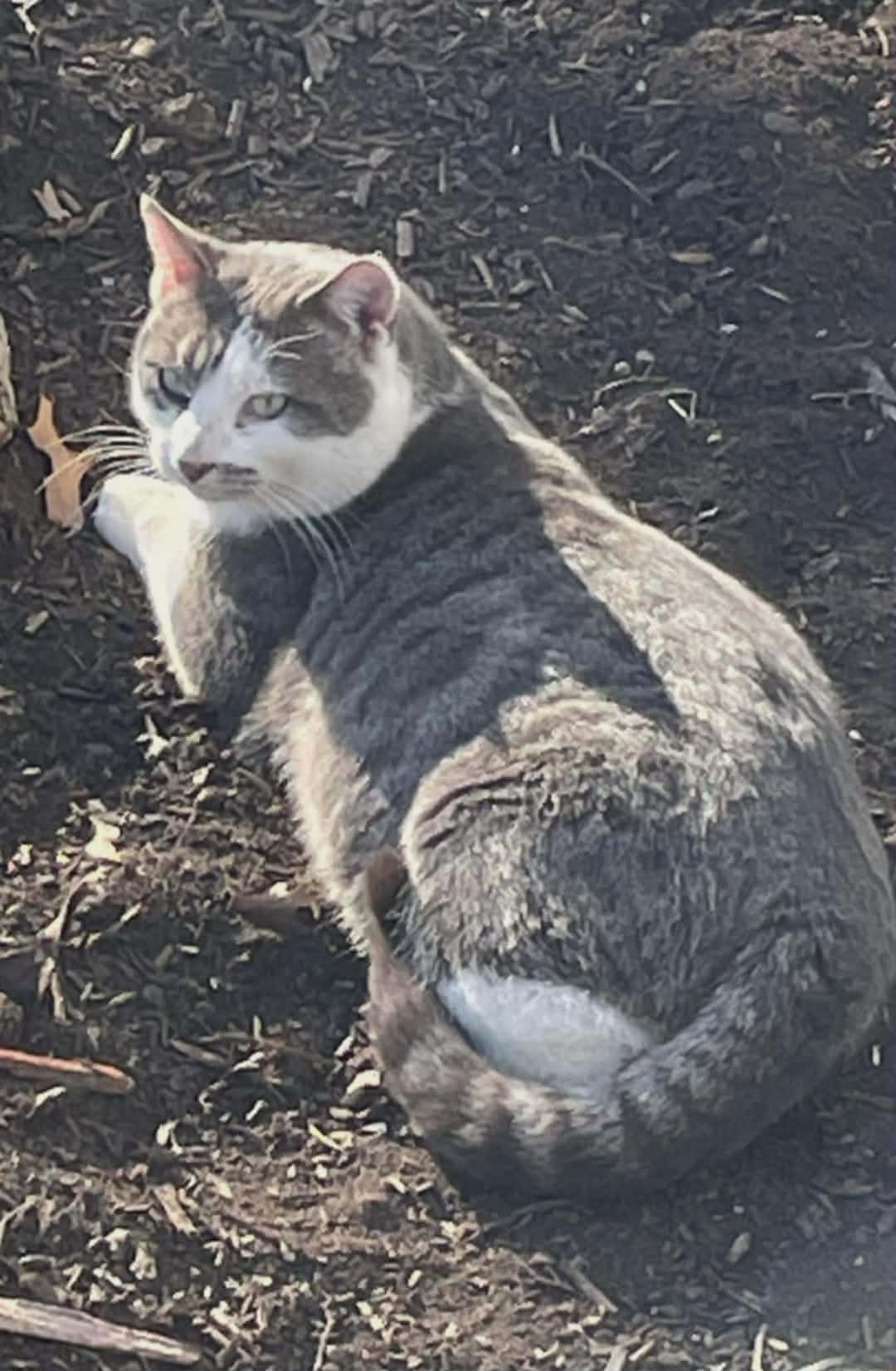 Olaf image 2