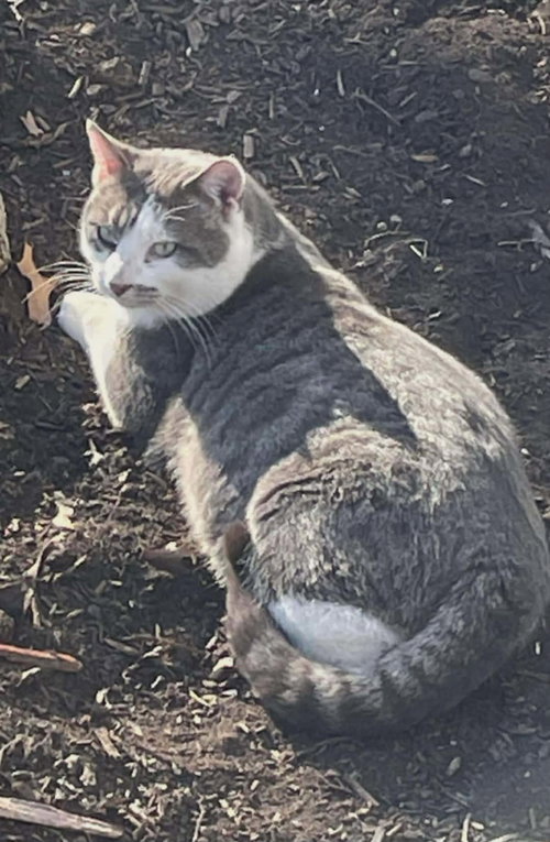 OLAF - Domestic Short Hair available for adoption
