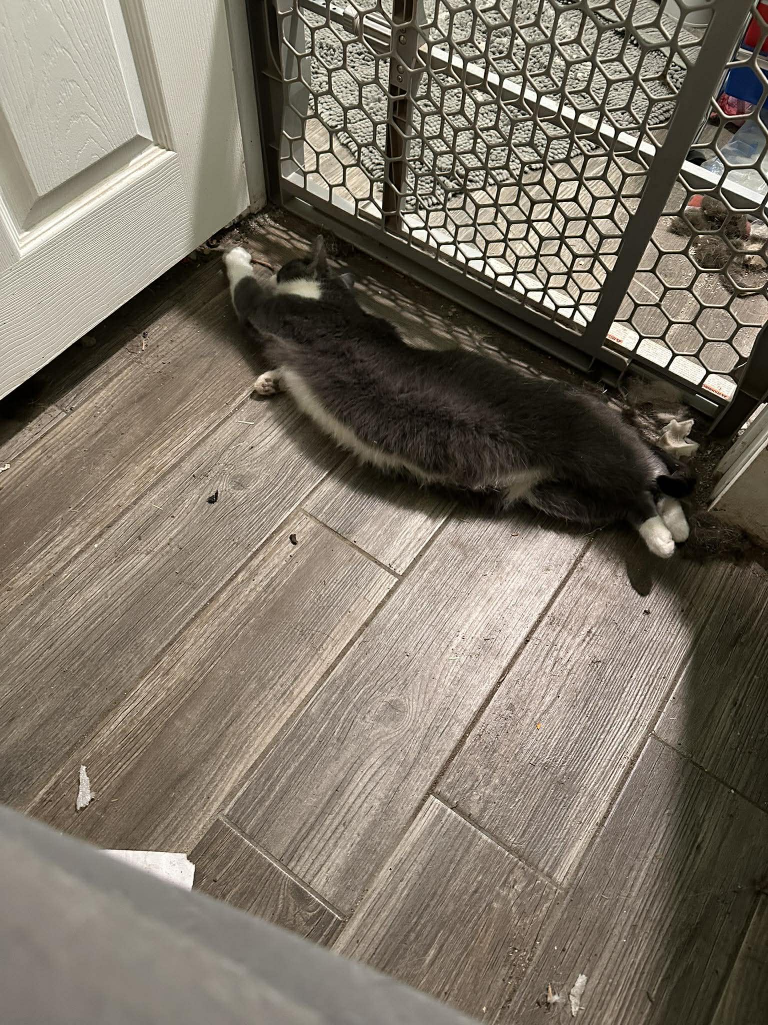 Elisabella - Domestic Short Hair