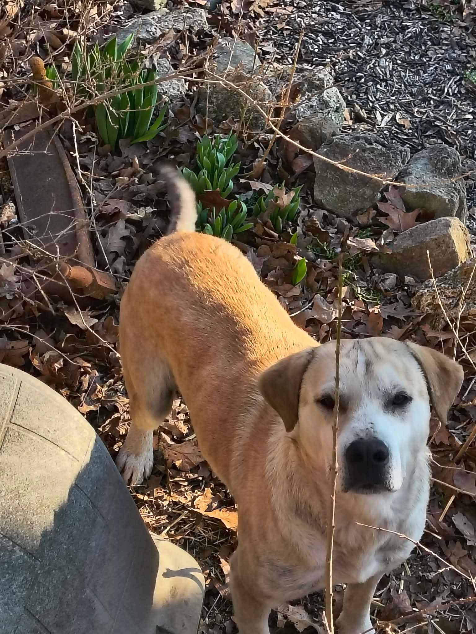 Dodger