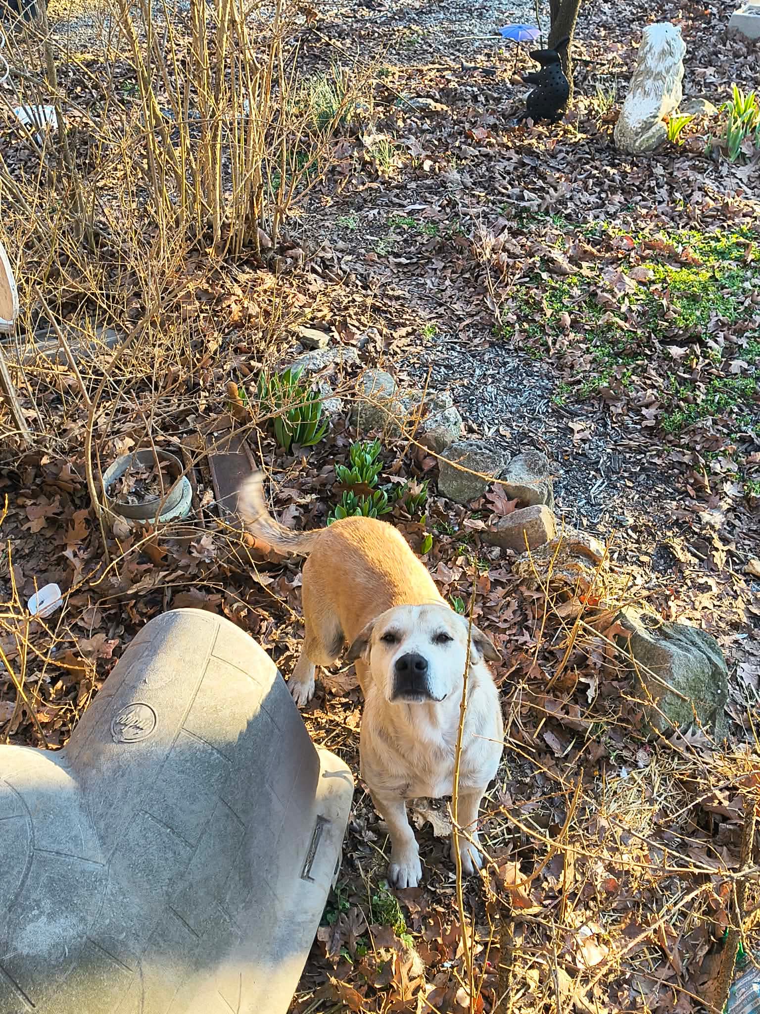 Dodger image 2