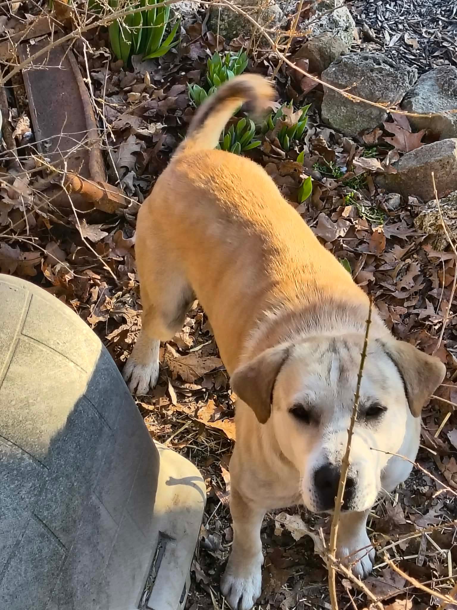 Dodger image 3