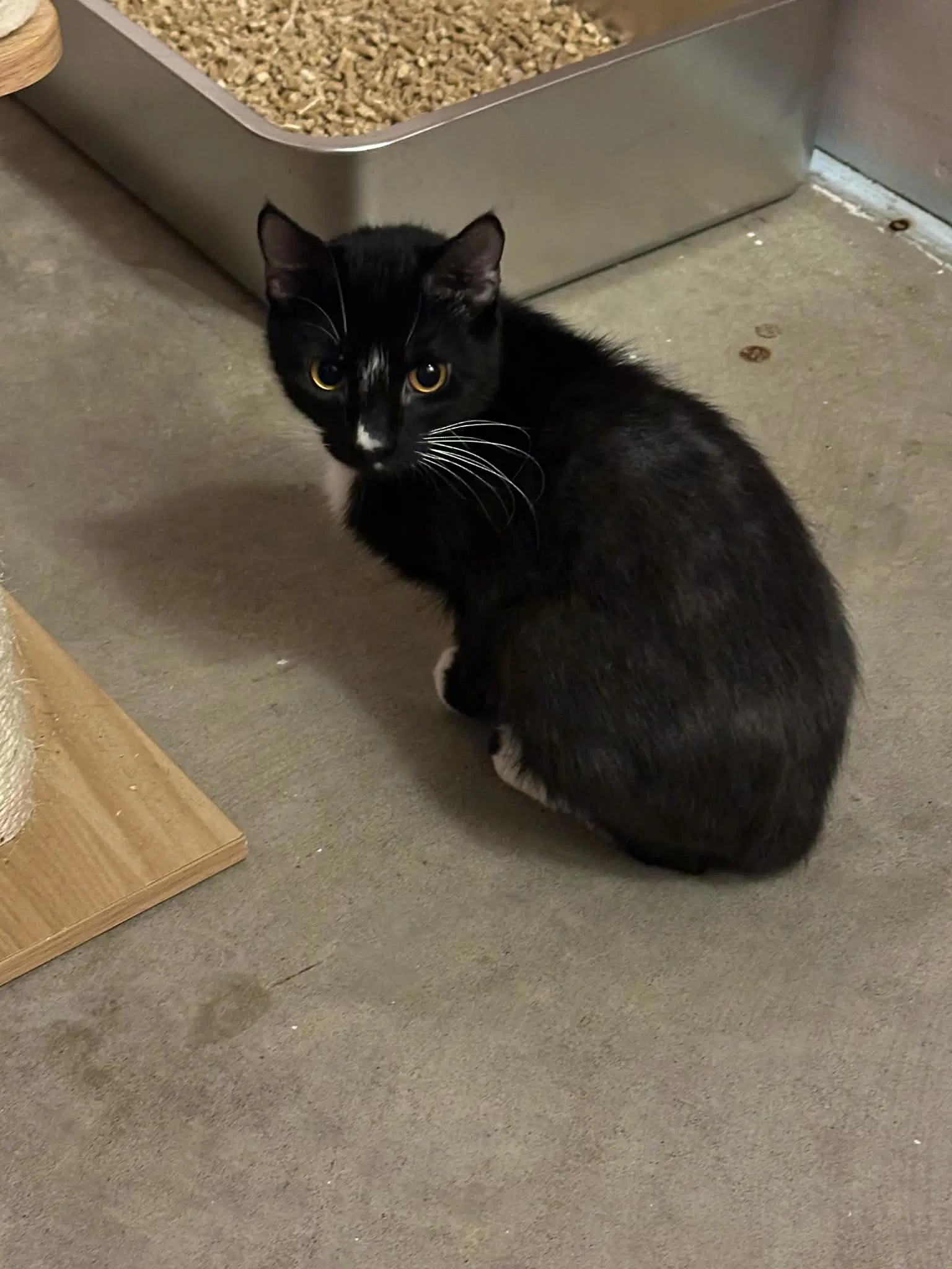 Jazmine - Tuxedo