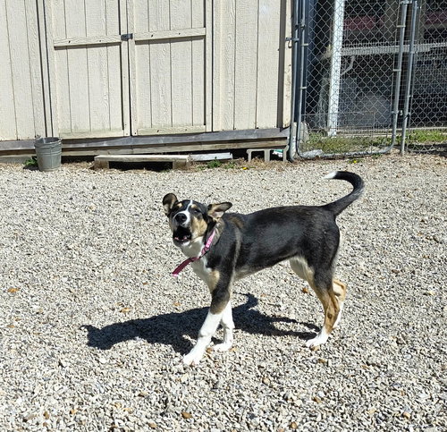 Bunny, an adoptable Unknown breed in Stover, MO