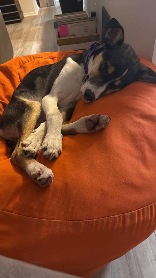 Bunny, an adoptable Jack Russell Terrier in Stover, MO