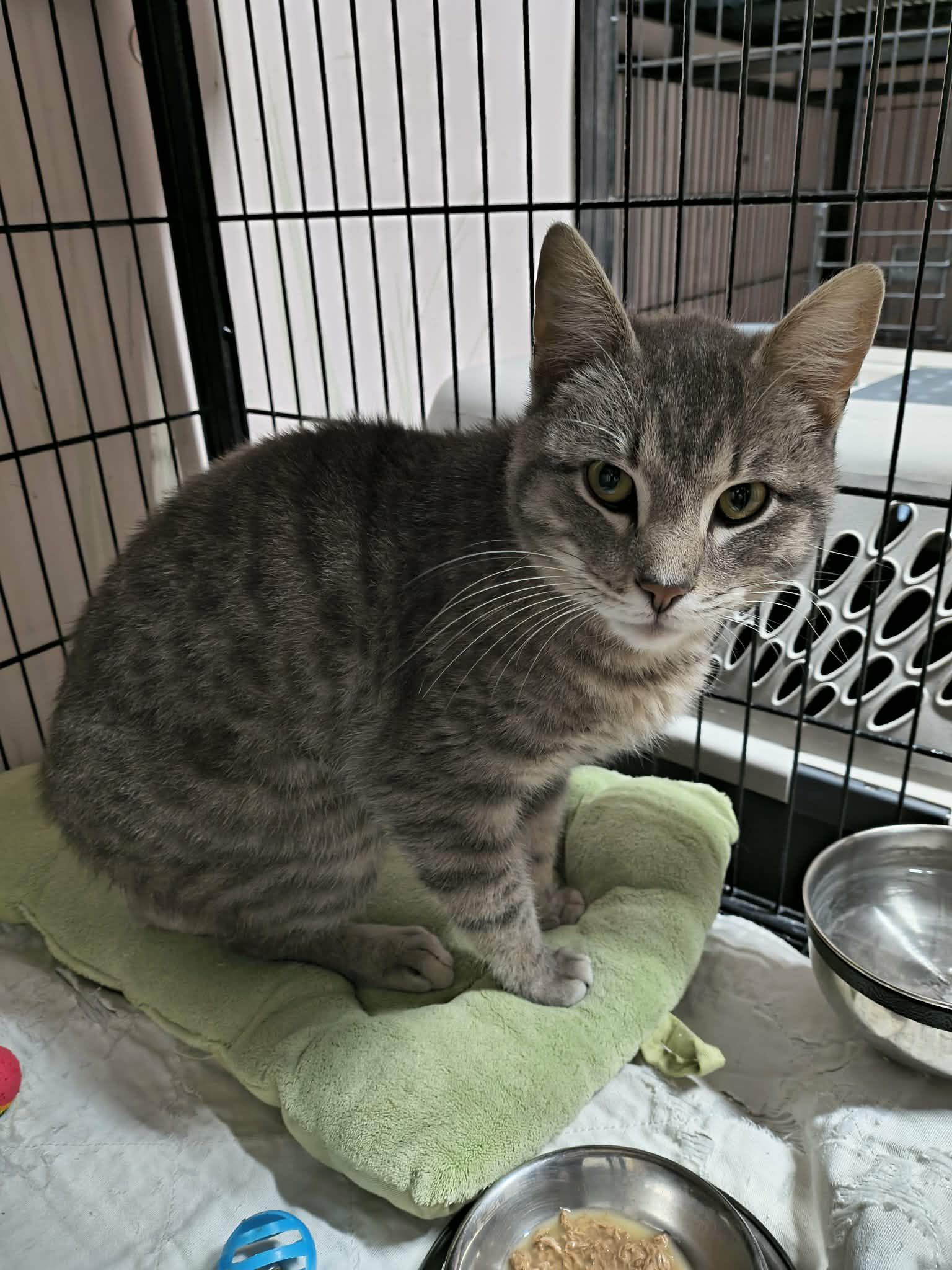 Bob Cat