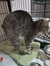Bob Cat
