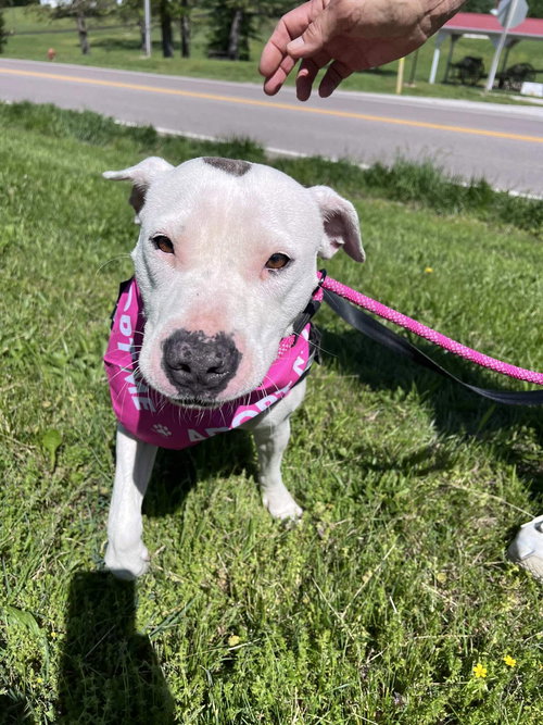 Dot, an adoptable Terrier in Stover, MO
