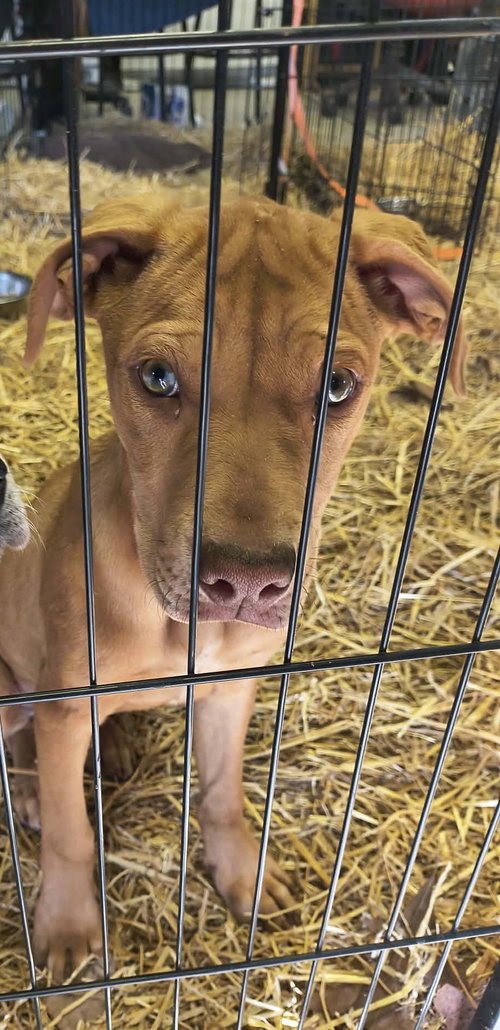 Tory, an adoptable Catahoula Leopard Dog in Stover, MO