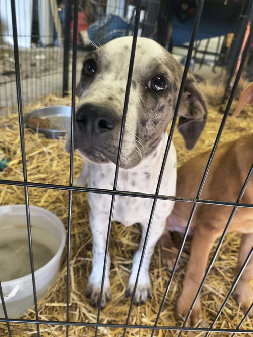 Stormy, an adoptable Catahoula Leopard Dog in Stover, MO