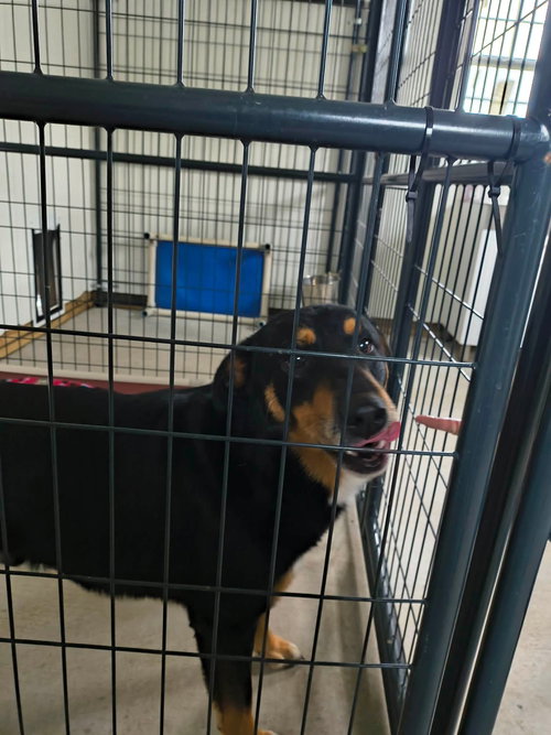 Parker, an adoptable German Shepherd Dog in Stover, MO