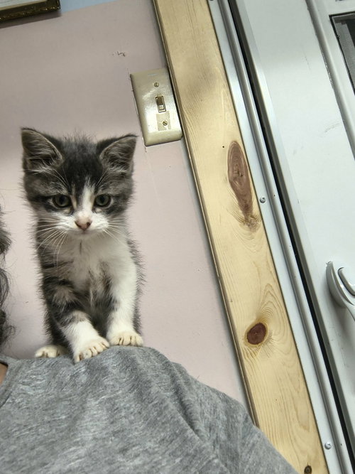 Little Bit, Baby Domestic Short Hair (medium coat), cat for adoption in Stover, Missouri
