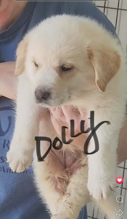 Dolly
