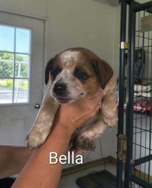 Bella