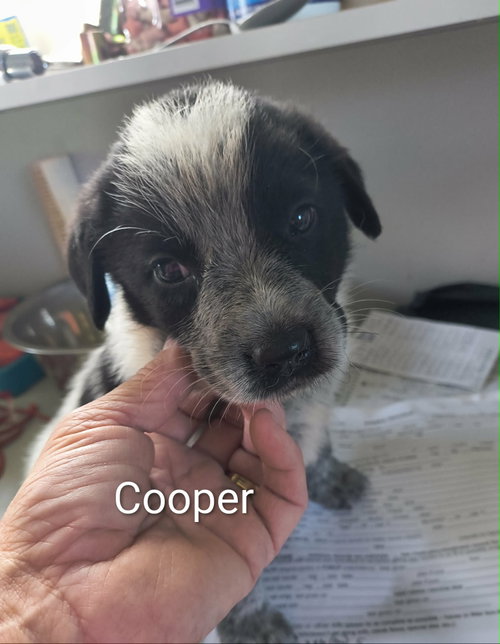 Cooper