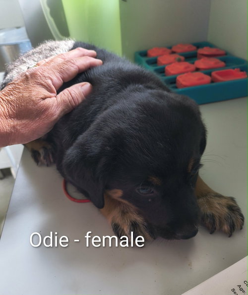 Odie