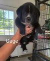 Gage