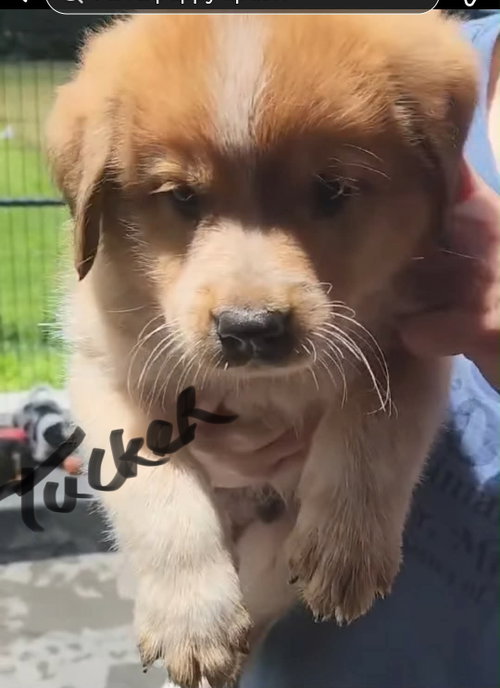 Tucker