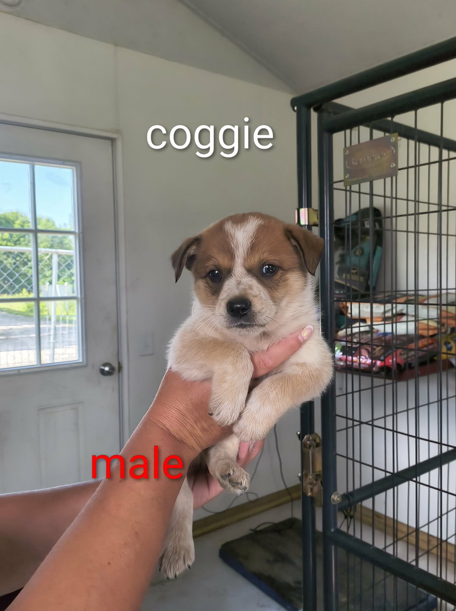 Coggie