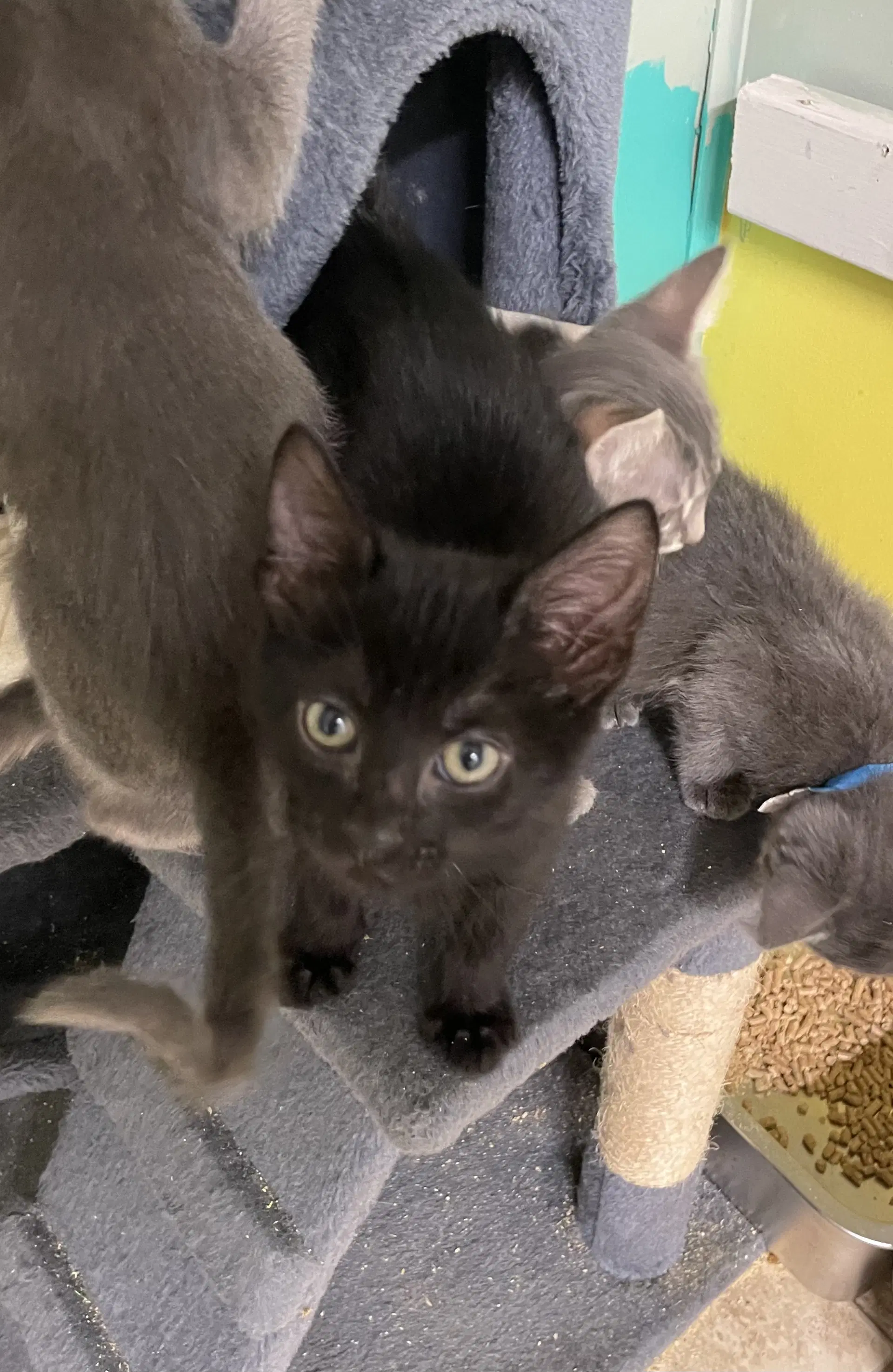 Zade - Domestic Short Hair