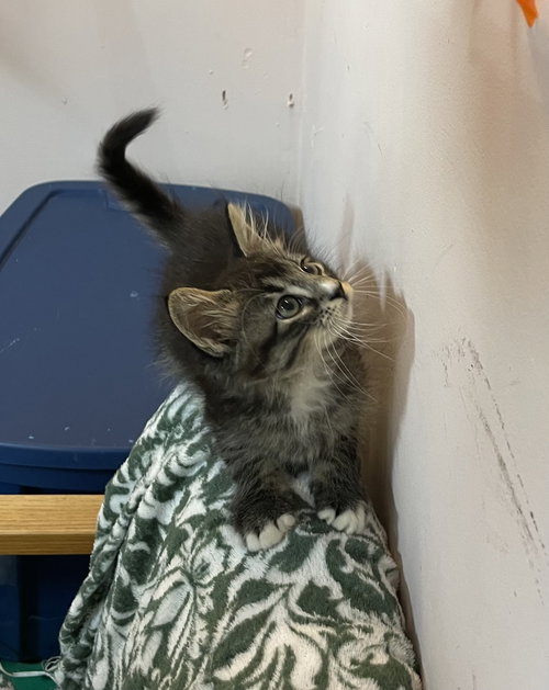 Patrick, an adoptable Domestic Long Hair in Stover, MO