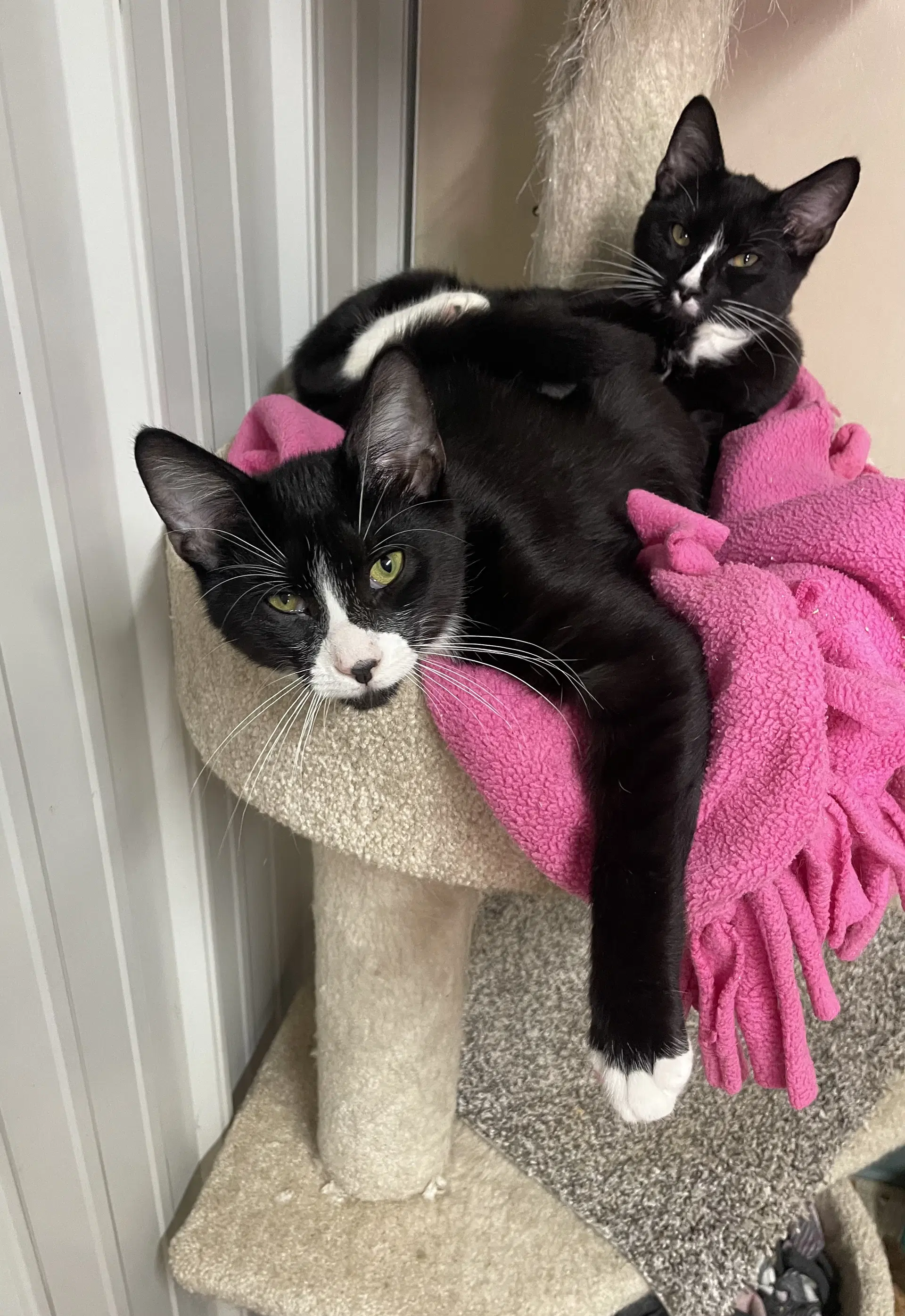 Padre - Domestic Medium Hair
