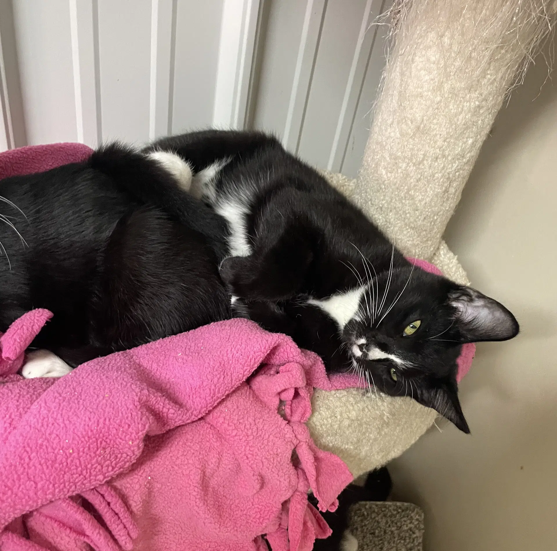 Peter - Domestic Medium Hair