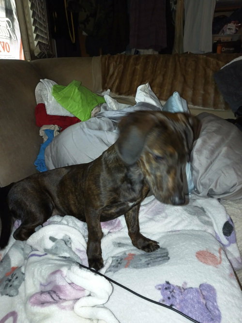 Daisy photo 3