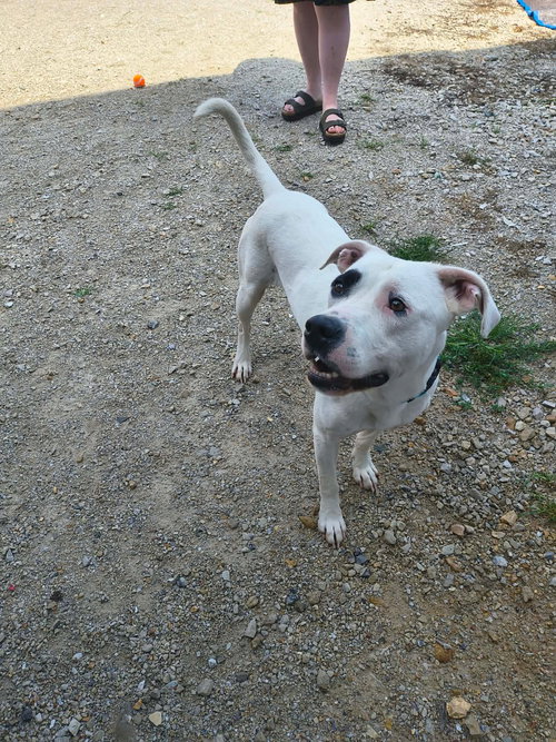 Petey photo 2