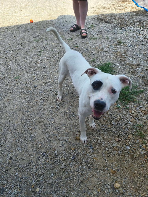 Petey photo 3