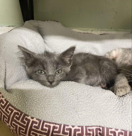 picture of the cat needing adoption