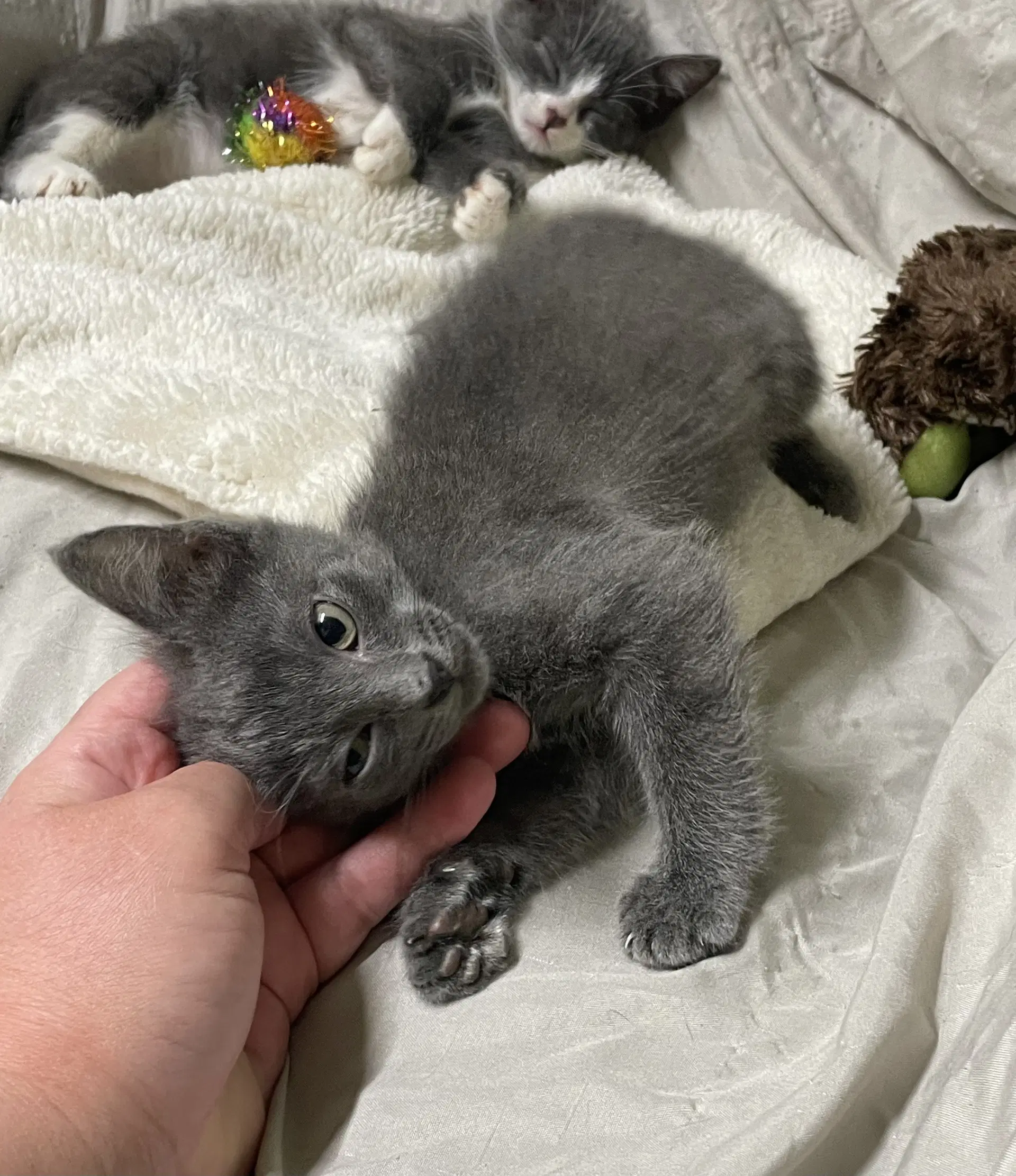 Stardust - Domestic Short Hair